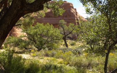 UTV Tours In Arizona / Your Arizona Adventure Awaits: Unleash…
