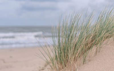 Sand Dune Rentals | Get Your Engines Revving: Powersports Adventures…