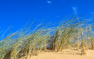 Best Sand Dune UTV Rental Services In Nevada / Your…