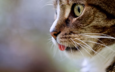 Renting Snow Cats For Mountain Exploration | Hit The Trails:…