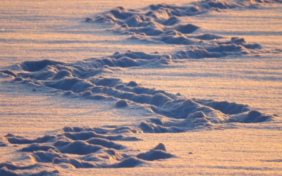 SXS With Snow Tracks Rental Discounts For Utility Operations: Moab’s…