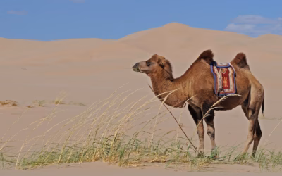 Sand Dune UTV Tours: Unleash Your Inner Adventurer: UTV Adventures…