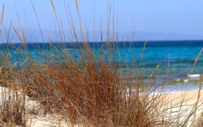 Sand Dune Hire: Gear Up For Adventure: Powersports In Alabama’s…