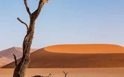 Sand Dune Rentals ~ Your Ultimate Guide To Off-Road Adventures…