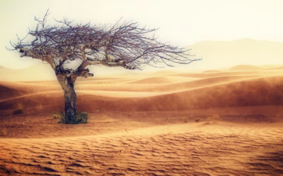 Winter Sand Dunes With Snow-ready ATVs » Get Your Wheels…