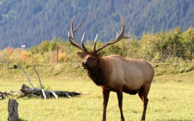 Alaska Snowmobile Tours And Rentals » Ride The Wild Side:…