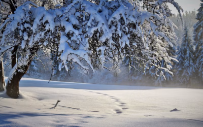 UTV With Snow Tracks Rentals For Utilities: Hit The Trails…