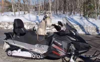 Snowmobile Activity Near Me / Your Ultimate Guide To Snowmobiling…